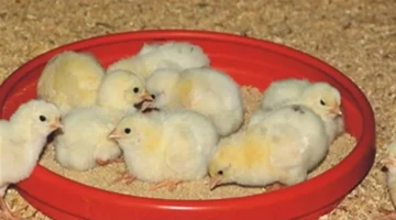 سعر الكتاكيت اليوم الأربعاء 5-11-2025 في بورصة الدواجن يشهد استقرارًا ملحوظًا